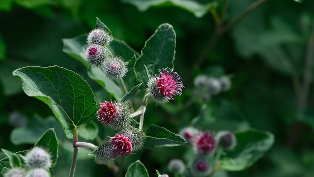 A close-up shot of blooming burdock flowers with purple prickly heads and green leaves in a natural outdoor environment.