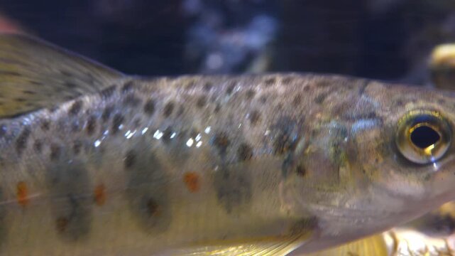  Close up macro shot of Juvenile Brown Trout swimming in current in the River Avon, Wiltshire, UK