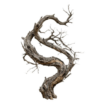 A twisted and gnarled tree branch with no leaves on a white background  used for design and decoration purposes transparent background