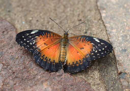 Bortenfalter - Red lacewing