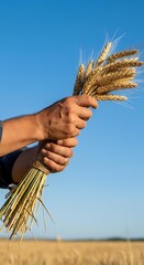 Obraz premium Farmer holding bundle of golden wheat stalks against clear blue sky in harvested field, representing agriculture, grain production, and successful crop yield.