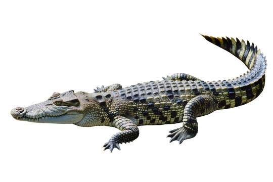 Isolated full-body portrait of a powerful wild crocodile with textured skin and sharp features.