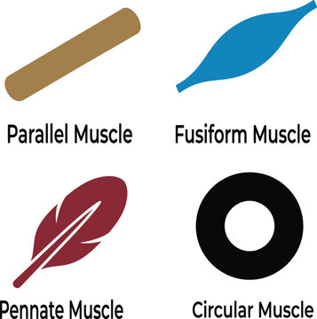 Muscle Anatomy Icons Showing Parallel, Fusiform, Pennate and Circular Muscle Types for Medical Education On a transparent background