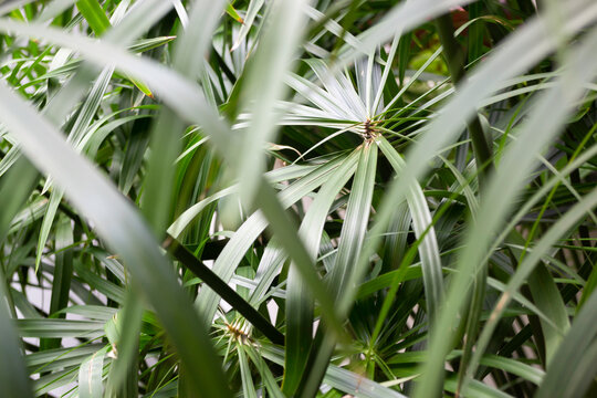 Green field  variety plant spring environment
