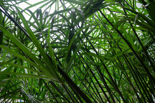Green field  variety plant spring environment