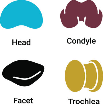 Bone Anatomy Icons Showing Head, Condyle, Facet and Trochlea Structures for Medical Education On a transparent background