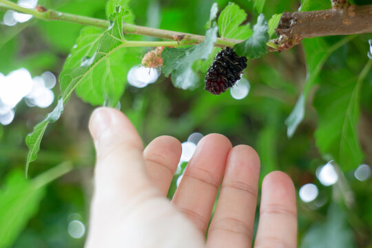 Hand on  fresh mulberry fruit plant
