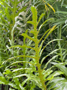 Green field  variety plant spring environment