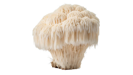 Fresh lions mane hericium erinaceus medicinal mushroom isolated on transparent background © Pavel