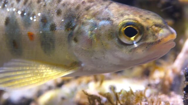 Close up macro shot of Juvenile Brown Trout swimming in current in the River Avon, Wiltshire, UK