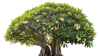 Isolated tropical Plumeria tree with dense green leaves and striking white yellow frangipani blossoms. © Saoirse