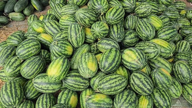Large pile of fresh whole watermelons stacked at outdoor fruit market ready for sale. Seasonal harvest, agriculture, farm produce, healthy food and summer fruit distribution concept.