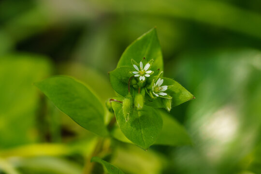 A small white flower on a green plant