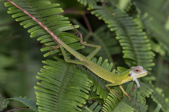 Green Crested Lizard with un-sloughed skin on it's head