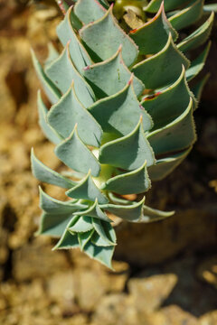 Close-up of a succulent plant with geometric pointed leaves growing among rocks