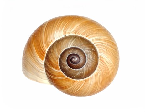 Close-up of a spiral snail shell, white background, natural tones