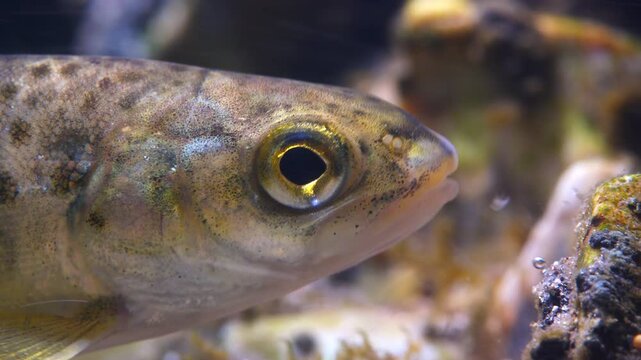 Close up macro shot of Juvenile Brown Trout swimming in current in the River Avon, Wiltshire, UK