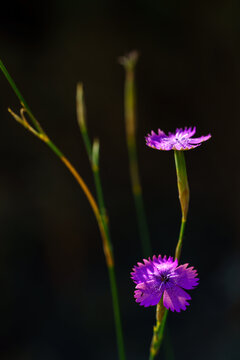 Vibrant purple dianthus flowers with fringed petals blooming isolated against a dramatic dark black background