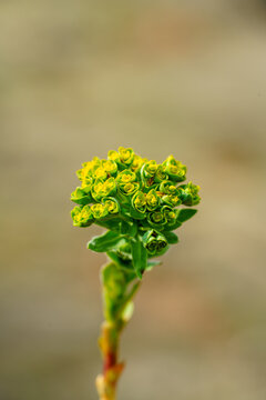 Close-up of a blooming euphorbia plant with small green and yellow flowers