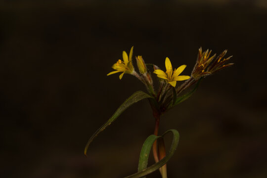 Gagea lutea or Yellow Star-of-Bethlehem blooming in early spring in the forest