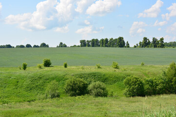 Fototapeta premium Green Meadow with Trees and Bushes in Rural Landscape