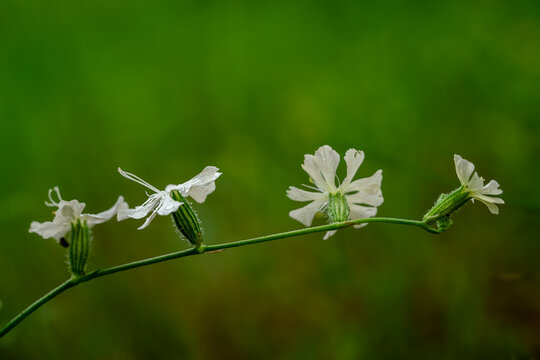 White campion flowers blooming on a green stem in summer