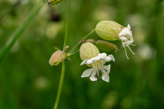 Close up of white bladder campion wild flowers with inflated green calyx blooming in a meadow