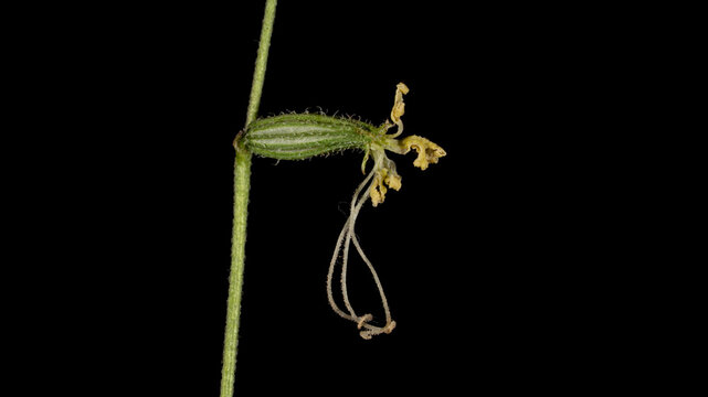 Macro photograph of a delicate Silene gallica flower in profile against a black background