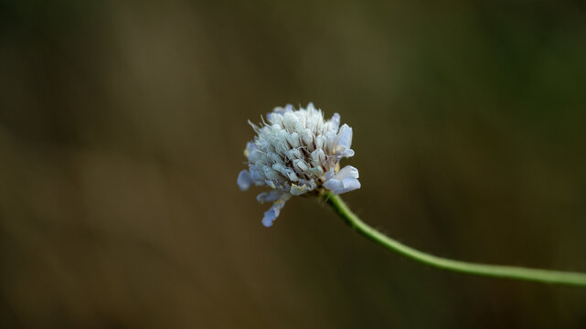 Close up of a single pale blue scabiosa wildflower against a blurred dark green and brown background