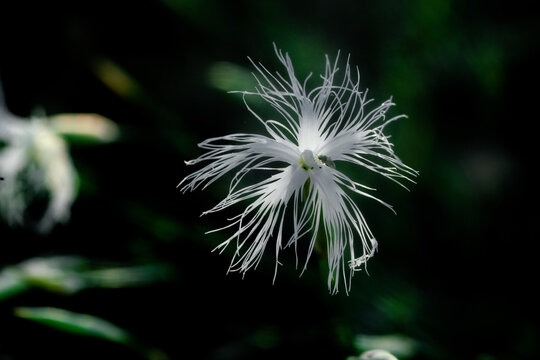 Close up of a delicate white fringed dianthus flower with a small insect against a dark green background