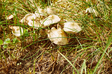 Pleurotus (Fr.) P. Kumm., boczniak © Marcin Łazarczyk