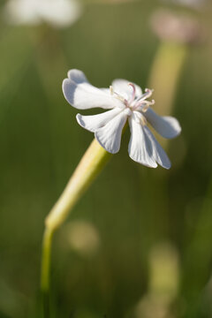 White bladder campion flower close-up in a summer meadow