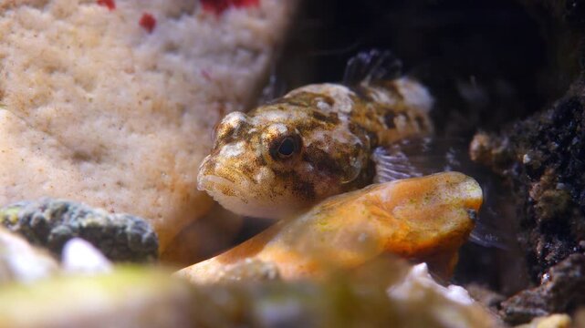 Macro underwater shot of hiding Bullhead fish on a gravel stream bed, Wiltshire, UK
