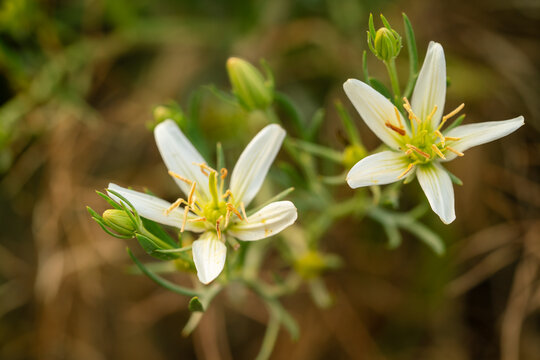 Blooming white Peganum harmala plant flowers known as Syrian rue with yellow stamens in a natural field