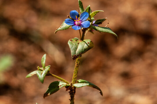Macro close up of a blue Lysimachia arvensis flower with green leaves growing wild in natural brown soil