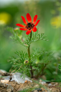 Red Adonis aestivalis flower with green feathery leaves blooming in natural spring environment