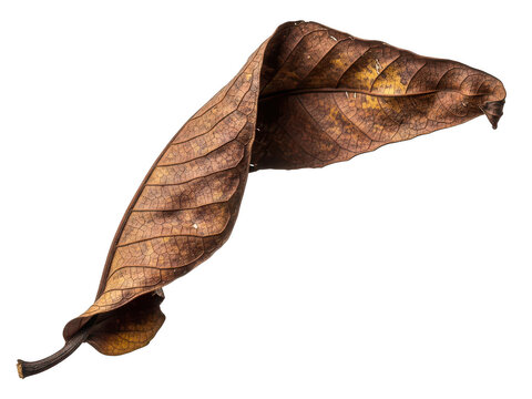 Single dry brown autumn leaf isolated on a white background isolated on transparent background