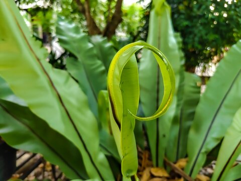Ornamental plant Bird's Nest Fern (Asplenium nidus)