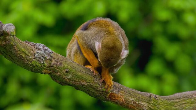 Close up of a cute squirrel monkey on a tree branch rubbing its head against the bark with a lush green bokeh background