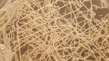 Obraz premium Close up view of fungal mycelium in a petri dish showcasing intricate growth patterns and structures