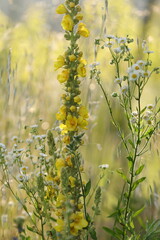 fiore giallo di verbasco in primavera al tramonto © Simona