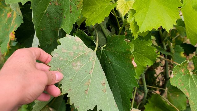Grapevine leaves infected with downy mildew (Plasmopara viticola) showing yellow spots and dry brown lesions in a vineyard