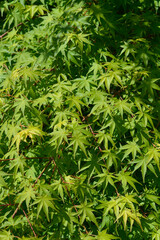 Obraz premium A vertical full frame view captures a dense pattern of vibrant green palmate leaves growing on a Japanese maple shrub under bright natural light - latin name - Acer palmatum