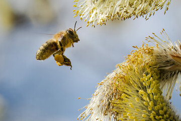 Close-up of a honey bee (Apis mellifera) carrying pollen while flying toward blooming willow catkins. © Stanislav