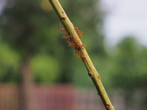 A side-angle photo of an ant walking on a branch.
