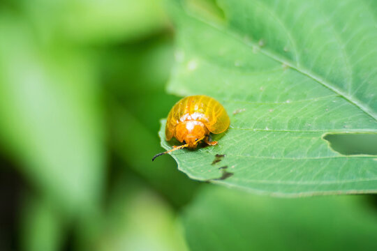 Yellow ladybug.