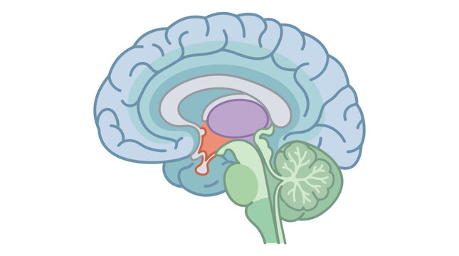 Cross Section Vector Illustration of Human Brain Sagittal View