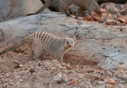 Banded Mongoose in evening light in Northern Namibia, Africa