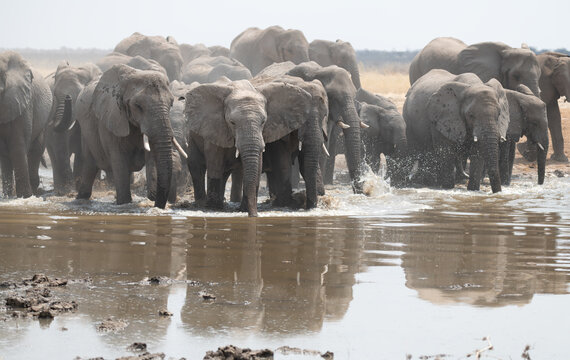 African Elephant stirring up Mud and Water at a waterhole in Etosha National Park, Namibia, Africa