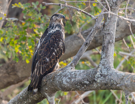 Juvenile African Fish Eagle by river Okkavango - Cubango river in Botswana, Africa